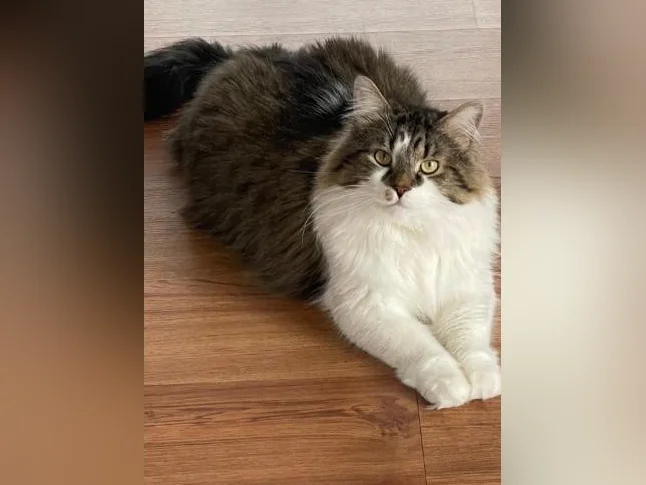 Chat Sibérien