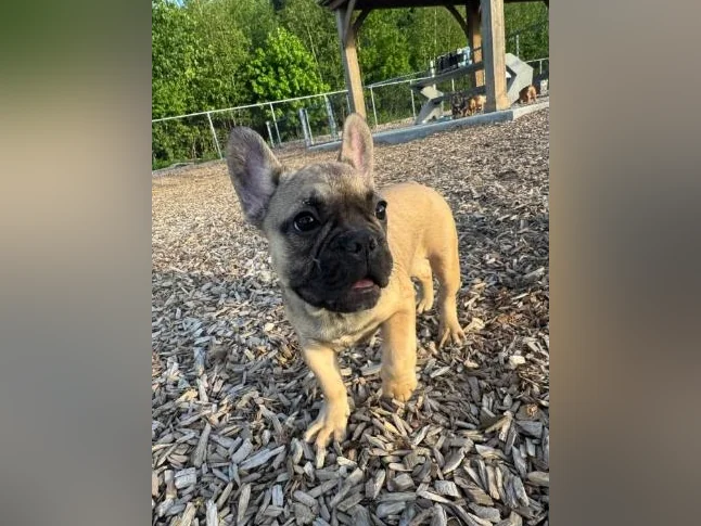 French bulldog thumbnail 2