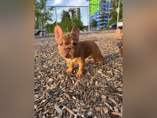 French bulldog