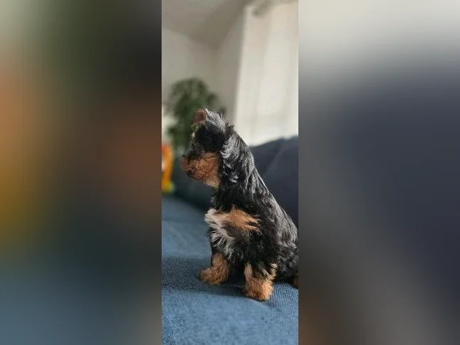 BEBE YORKSHIRE TERRIER PRET POUR L'ADOPTION thumbnail 3