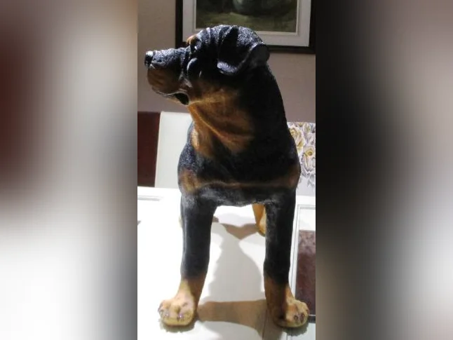 Ce n'est pas un vraie chien, il est en résine, il est grandeur nature, Devant une porte il fait figure de sécurité thumbnail 3
