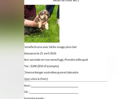 Chiots âgés de 5 semaines.