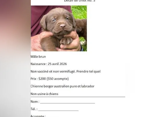 Chiots âgés de 5 semaines. thumbnail 5