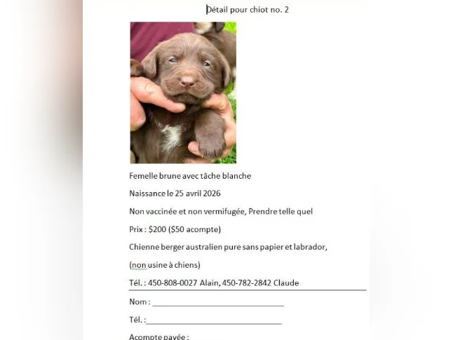 Chiots âgés de 5 semaines. thumbnail 2