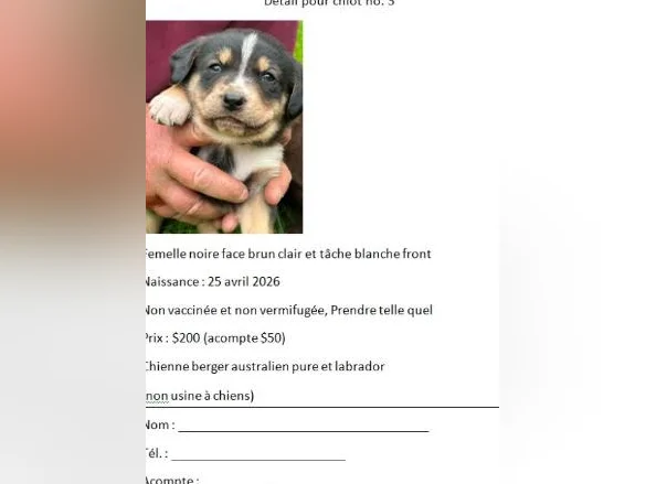Chiots âgés de 5 semaines. thumbnail 3
