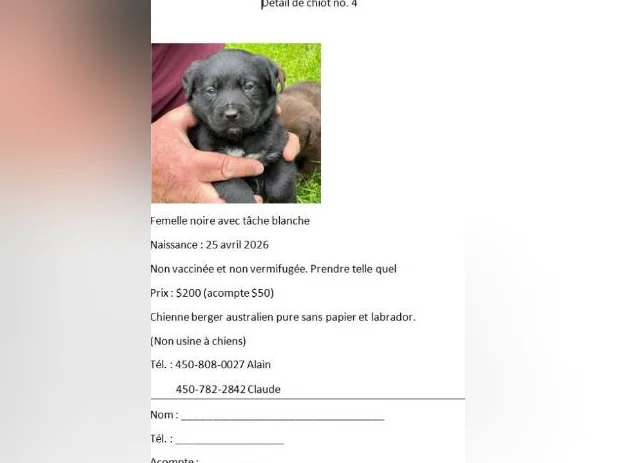 Chiots âgés de 5 semaines. thumbnail 4