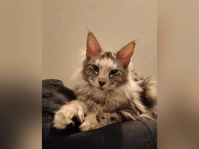 Maine Coon thumbnail 4