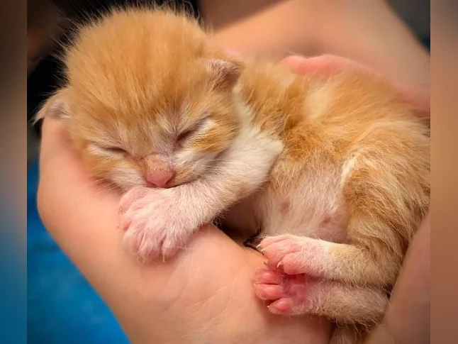 Maine Coon