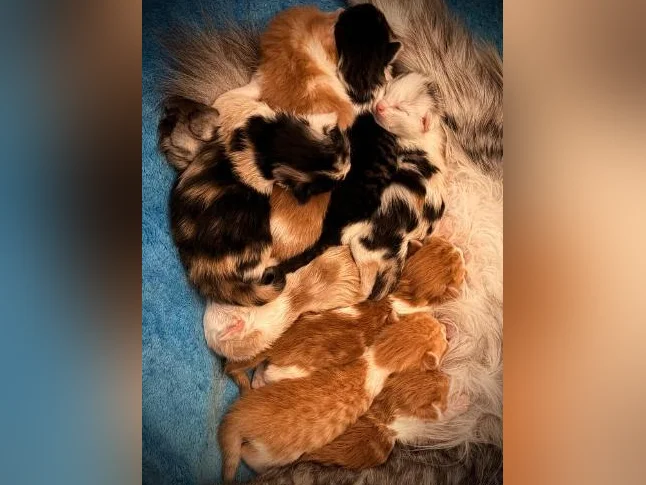Maine Coon thumbnail 2