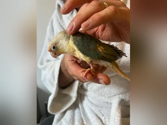 bébé oiseau exzotique conure turquoise bleu thumbnail 3