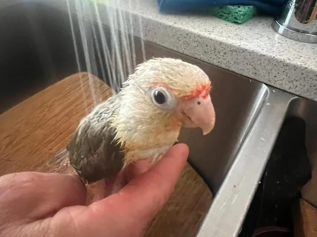 bébé oiseau exzotique conure turquoise bleu thumbnail 2