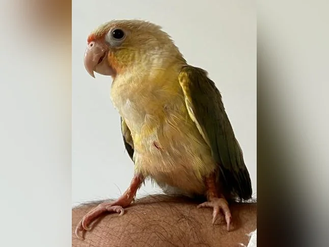 bébé oiseau exzotique conure turquoise bleu thumbnail 4