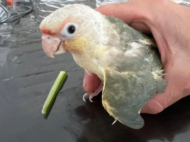 bébé oiseau exzotique conure turquoise bleu thumbnail 5