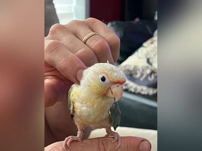 bébé oiseau exzotique conure turquoise bleu