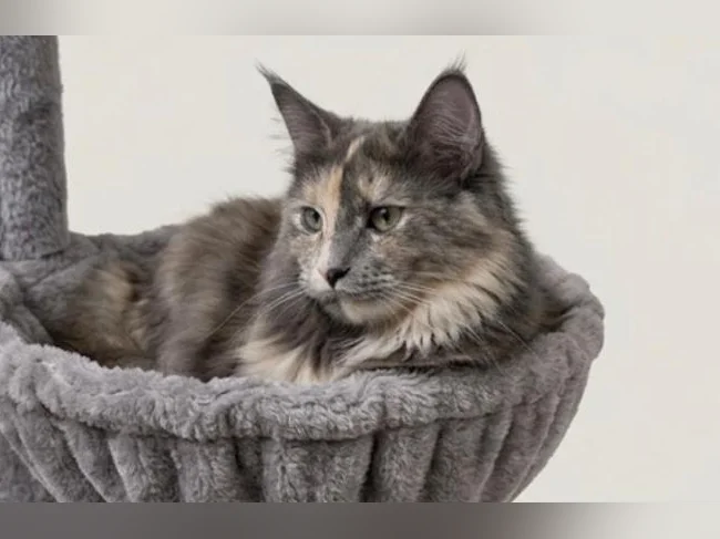 Arbre à chat grand format avec griffoir thumbnail 6