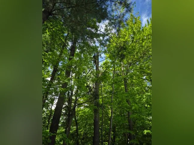 Abattage d'arbres, branches. Tree prunning or cutting thumbnail 2