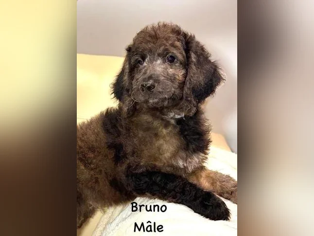 CHIOTS GOLDENDOODLE PUPPIES .. micropucés thumbnail 3