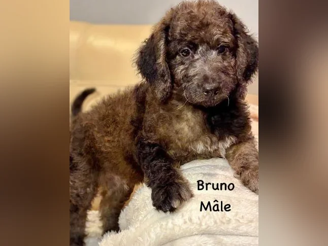 CHIOTS GOLDENDOODLE PUPPIES .. micropucés