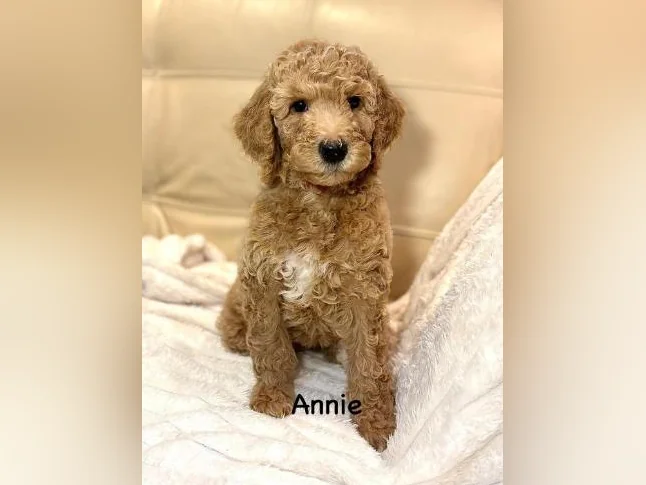 CHIOTS GOLDENDOODLE PUPPIES .. micropucés thumbnail 4