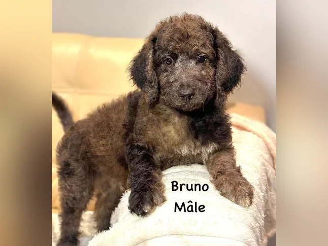 CHIOTS GOLDENDOODLE PUPPIES .. micropucés thumbnail 2