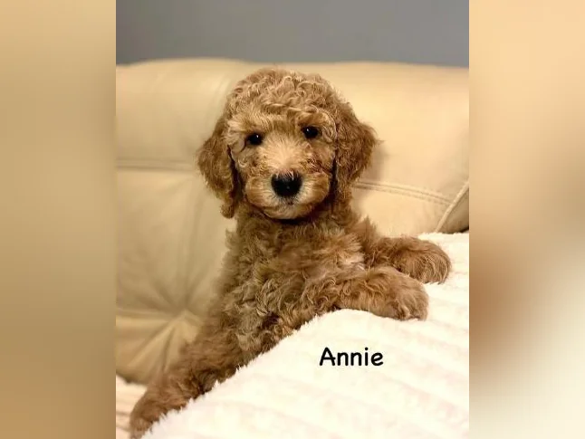 CHIOTS GOLDENDOODLE PUPPIES .. micropucés thumbnail 5