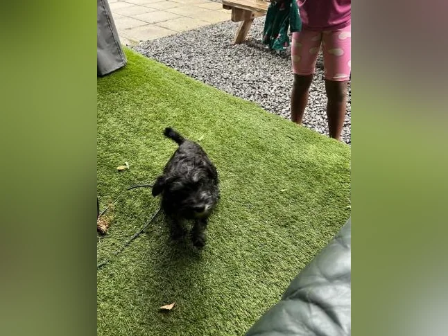 Chiot schnauzer de2mois à vendre