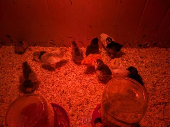 12 poussins croisés non sexe
