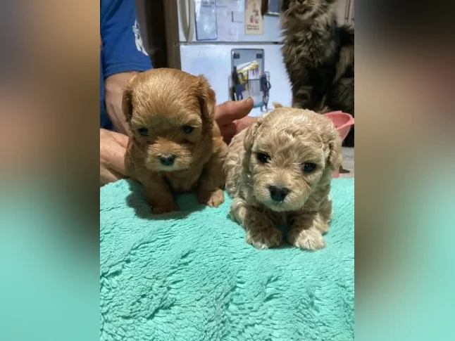Maltipoo miniature thumbnail 8