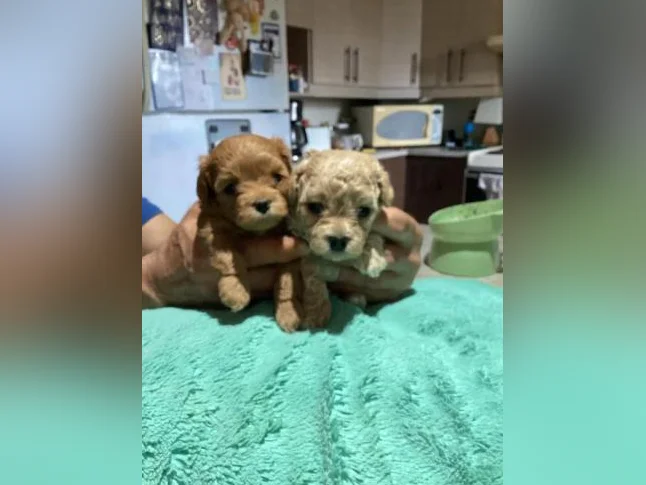 Maltipoo miniature thumbnail 9