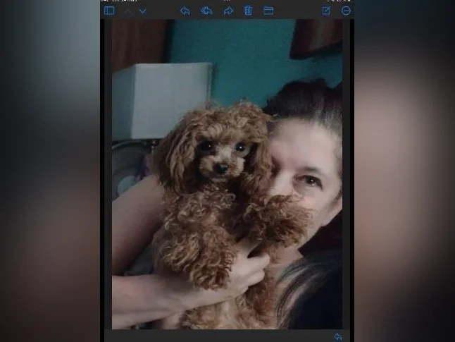 Maltipoo miniature thumbnail 10