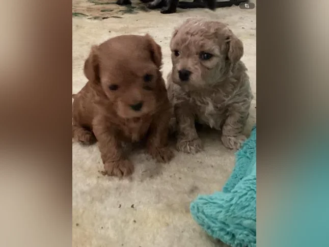 Maltipoo miniature thumbnail 5