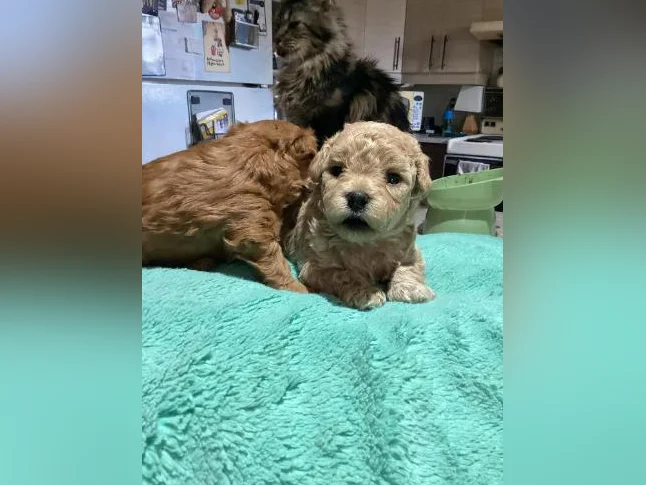 Maltipoo miniature thumbnail 7
