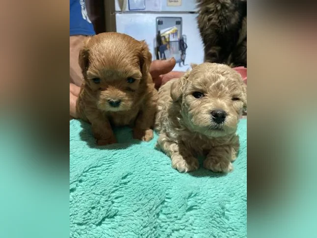 Maltipoo miniature thumbnail 3