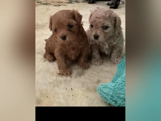 Maltipoo miniature thumbnail 4