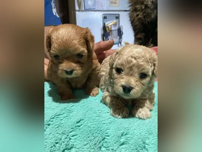 Maltipoo miniature thumbnail 6