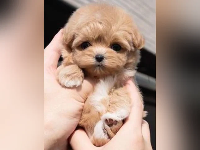 Maltipoo miniature thumbnail 2