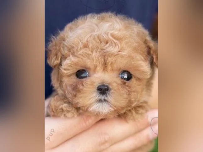 Maltipoo miniature