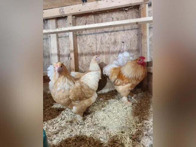 Poule Brahma bantam Lemon pyle