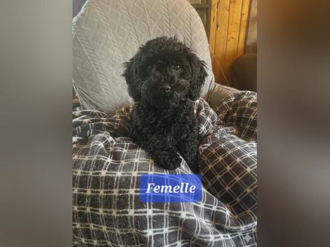 Petit chien