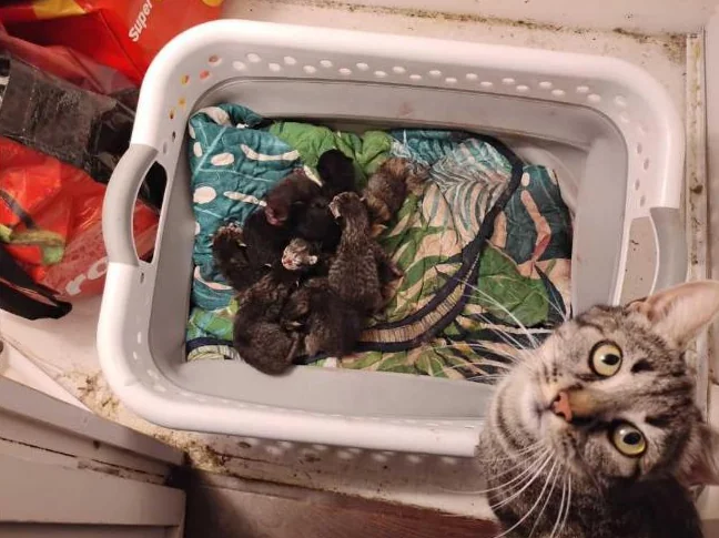 Free kittens Chats gratuits
