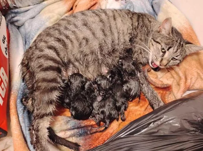 Free kittens Chats gratuits thumbnail 2