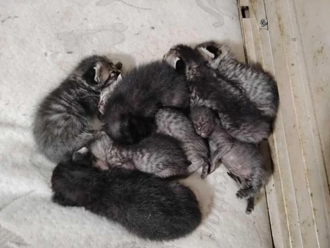 Free kittens Chats gratuits thumbnail 3