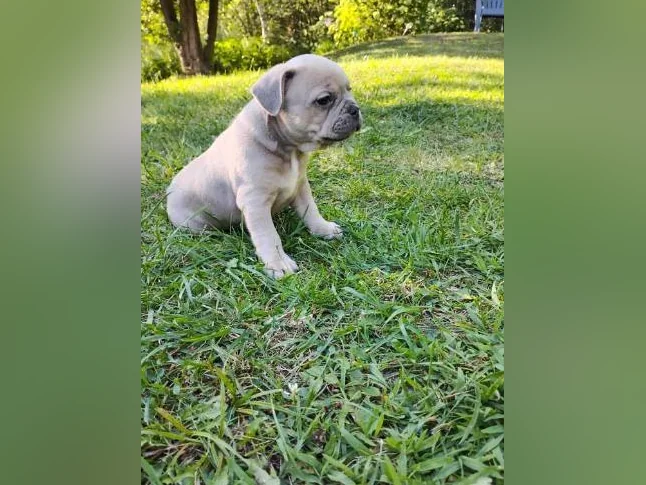 2 Chiots bouledogue français femelle thumbnail 2