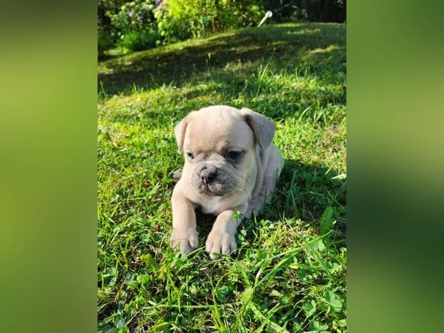 2 Chiots bouledogue français femelle