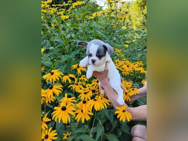 2 Chiots bouledogue français femelle thumbnail 3