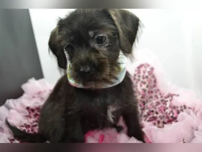 Chiot Shih tzu croisé Teckel FEMELLE