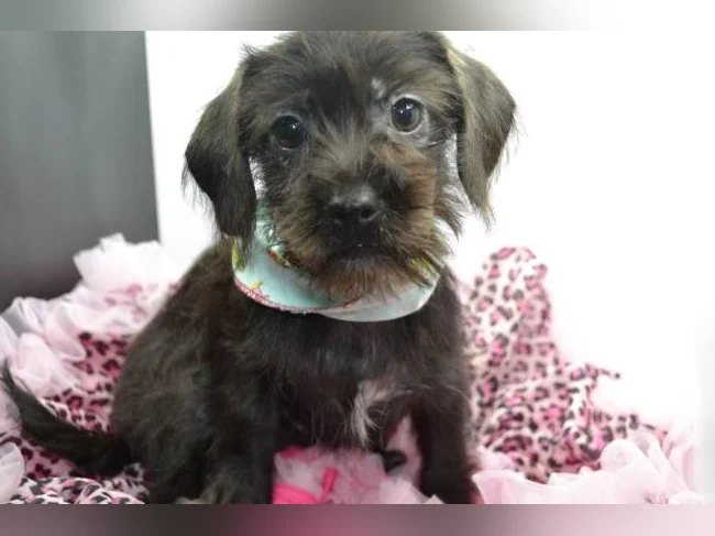 Chiot Shih tzu croisé Teckel FEMELLE thumbnail 2
