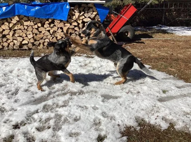 Chien bouvier a donner 819-616-9178 thumbnail 6