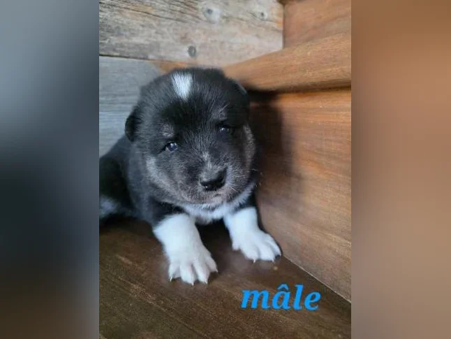 4 Chiots samsky a vendre (samoyède x husky) thumbnail 4