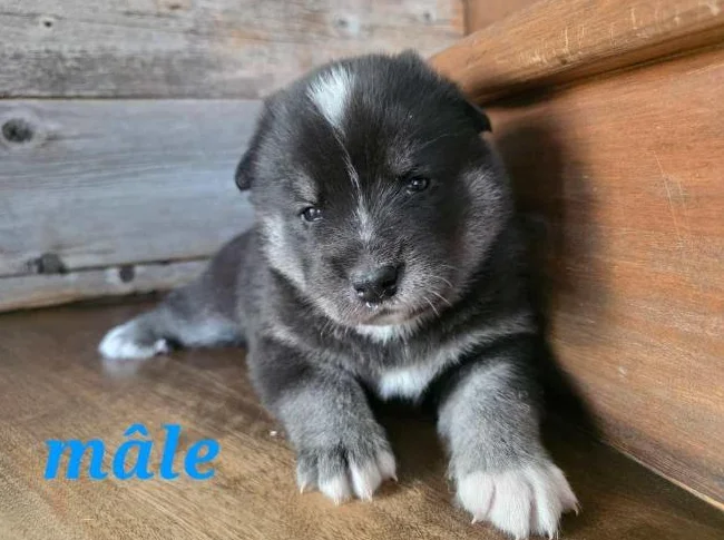 4 Chiots samsky a vendre (samoyède x husky) thumbnail 2